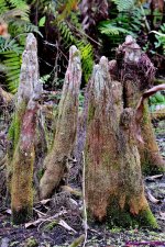 DSC_8177_001.JPG