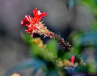 DSC_8242_001.JPG