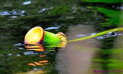 DSC_8264_001.JPG