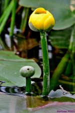 DSC_8268_001.JPG