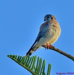DSC_8327_001.JPG