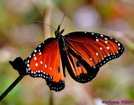 DSC_8350_001.JPG