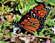 DSC_8359_001.JPG