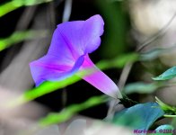 DSC_8393_001.JPG