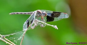 DSC_8454_001.JPG