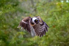 _DAB8290-topaz-denoiseraw-sharpen.jpg