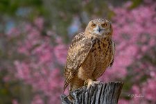 _DAB8413-topaz-denoiseraw-sharpen.jpg