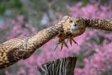 _DAB8414-topaz-denoiseraw-sharpen.jpg