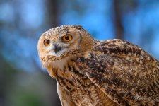_DAB8428-topaz-denoiseraw-sharpen.jpg