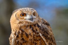 _DAB8442-topaz-denoiseraw-sharpen.jpg