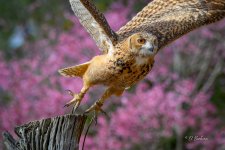 _DAB8396-topaz-denoiseraw-sharpen.jpg