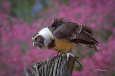 _DAB8331-SharpenAI-Motion.jpg