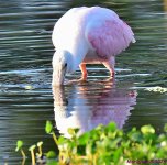 DSC_8516_001.JPG
