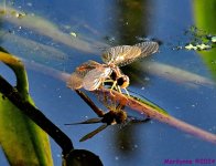 DSC_8545_001.JPG