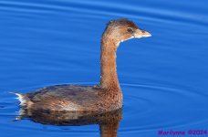 DSC_8557_001.JPG