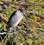 DSC_8588_001.JPG