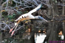 DSC_8595_001.JPG