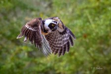 _DAB8290-topaz-denoiseraw-sharpen-2.jpg
