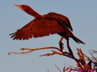 DSC_8652_001.JPG