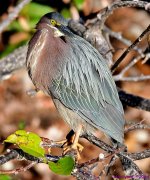 DSC_8785_001.JPG