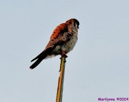 DSC_8983_001.JPG