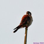 DSC_8985_001.JPG