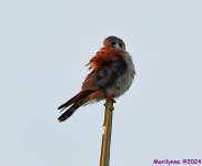 DSC_8990_001.JPG