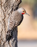 Flicker-276.jpg