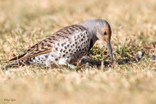 Flicker-277.jpg