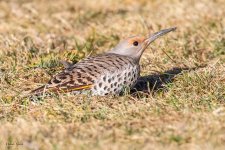 Flicker-278.jpg