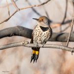 Flicker-279.jpg