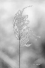 _DAB8486-topaz-denoiseraw-sharpen.jpg