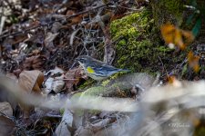 _DAB8644-topaz-denoiseraw-sharpen.jpg