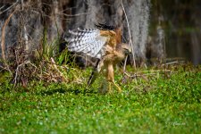 _DAB8538-topaz-denoiseraw-sharpen.jpg