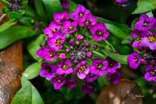 _DAB8674-topaz-denoiseraw-sharpen.jpg