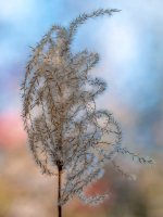 _DAB8483-topaz-denoiseraw-sharpen-5.jpg