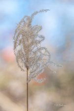 _DAB8483-topaz-denoiseraw-sharpen-2.jpg