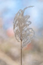 _DAB8483-topaz-denoiseraw-sharpen-6.jpg