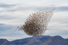 BlackbirdMurmuration-280.jpg