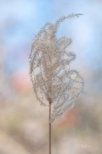 _DAB8483-topaz-denoiseraw-sharpen-7.jpg