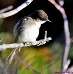 DSC_9200_001.JPG