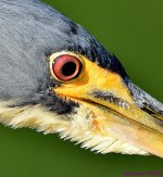 DSC_9217_001.JPG