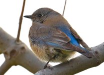 ROY_3813.JPG