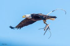 EagleStick-280.jpg