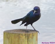 DSC_1958_001.JPG