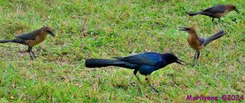 DSC_1963_001.JPG