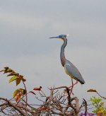 DSC_1966_001.JPG