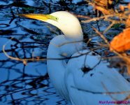 DSC_9288_001.JPG