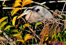 DSC_9333_001.JPG