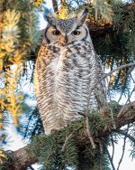 OwlDadTree-281.jpg